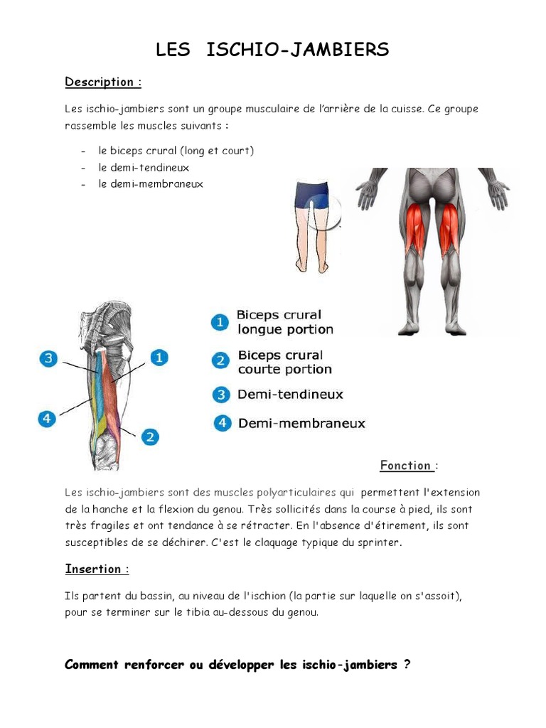 Anatomie et Fonction des Ischio-Jambiers | PDF