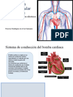 07-Sistema Cardiovascular 2 PARTE