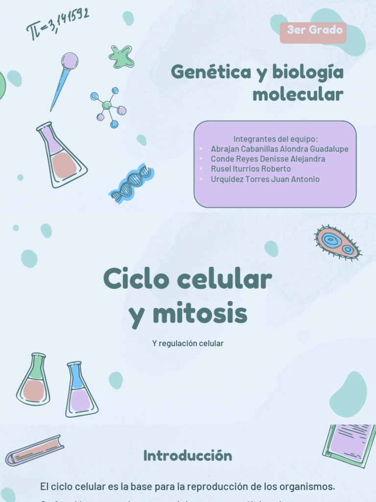 Etapas del Ciclo Celular y Mitosis | PDF | Mitosis | Ciclo celular