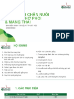 5 Quy Trình Chăn Nuôi Heo Nái Chờ Phối & Mang Thai - 28.09.2020