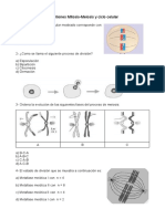 Cuestiones Mitosis-Meiosis