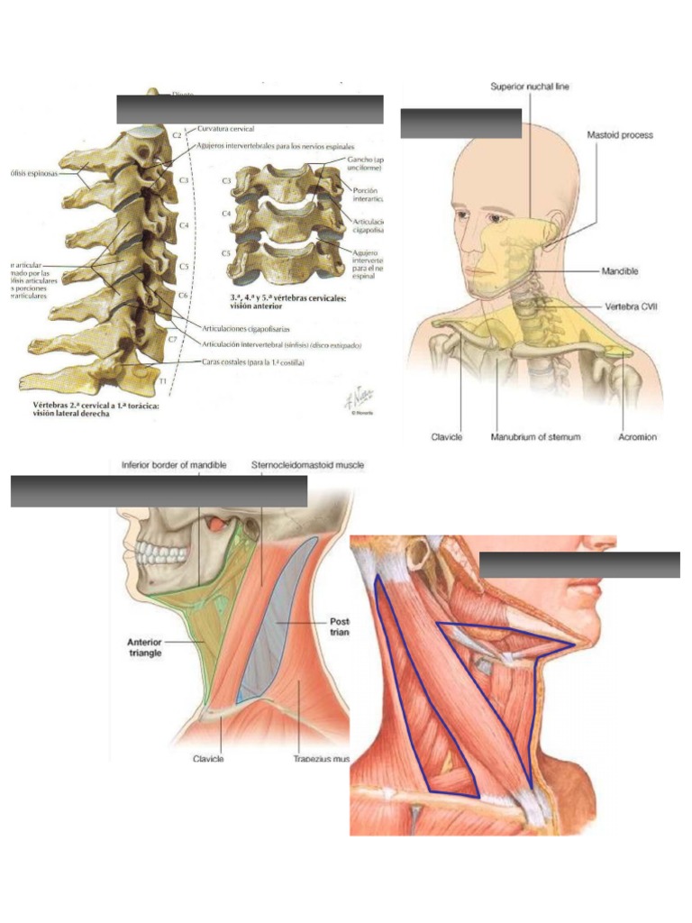 Anatomia | PDF