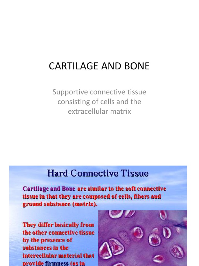 Cartilage Cells Vs Bone Cells The Ultimate Cell Guide - x79xa44