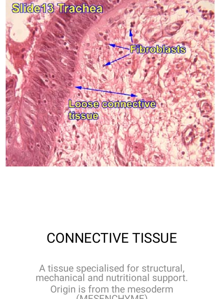 Connective Tissue | PDF | Connective Tissue | Extracellular Matrix