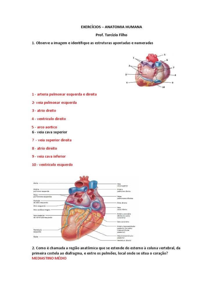 Anatomia Humana Prova Revisao Pdf Rim Fígado