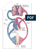 Dibujo Del Sistema Circulatorio