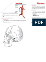 Muscular y Craneo