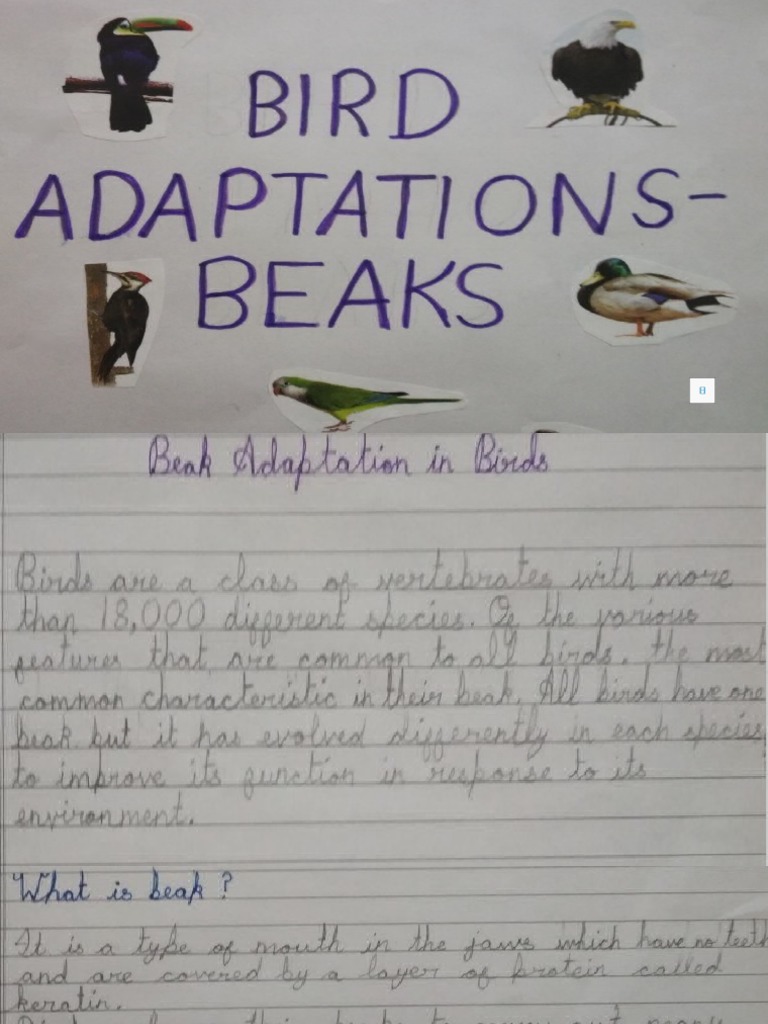 EVS Beak Adaptation PDF
