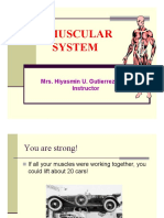 Muscular System