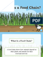 Learn About Carnivore Food Chain Information PowerPoint