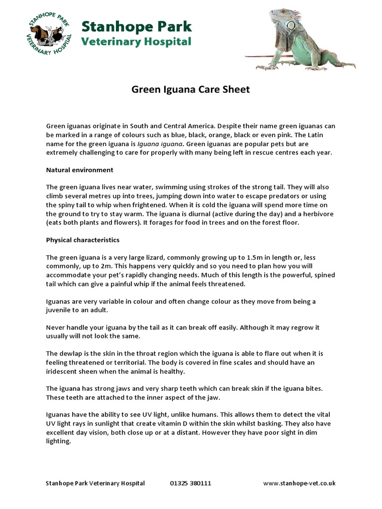 Green Iguana Care Sheet Stanhope Pdf Ultraviolet Vegetables