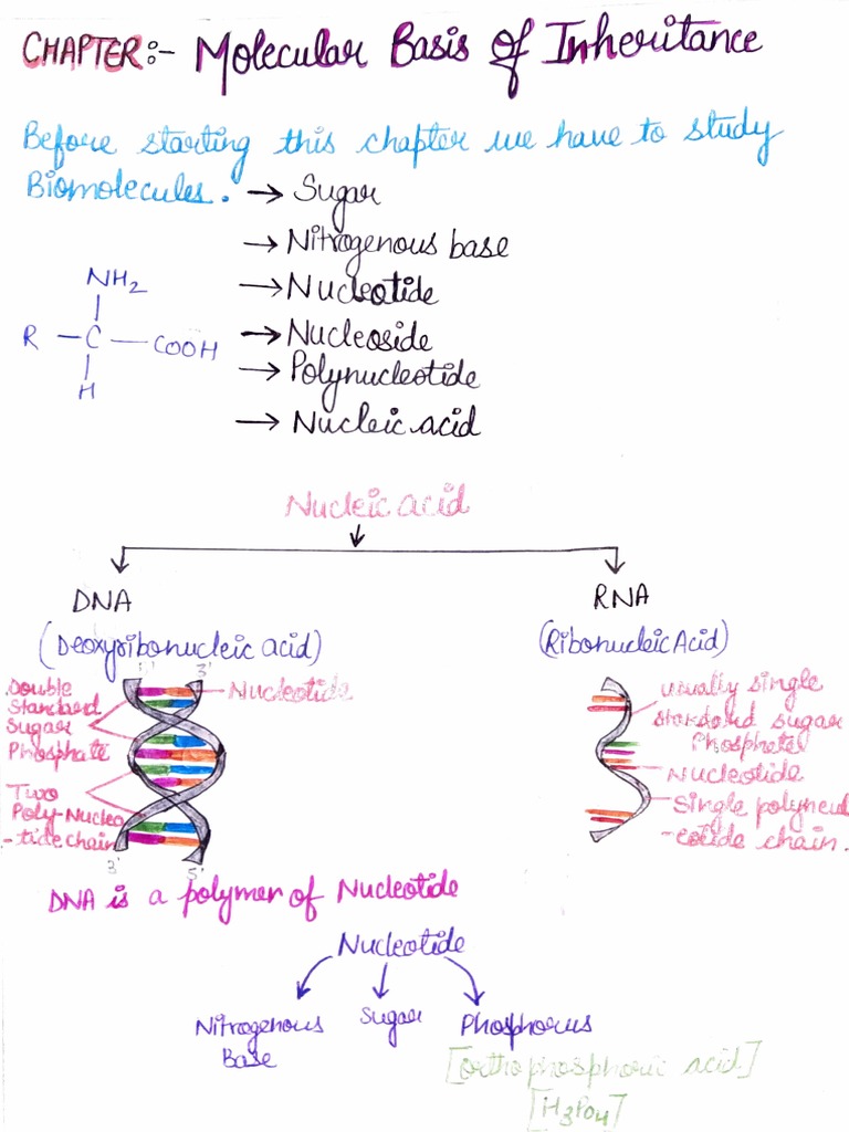 Nucleic Acid PDF