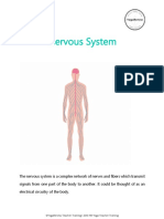 Nervous System Quick Reference