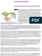 Biomasse e Biogas - Il Lato Oscuro Delle Finte Rinnovabili