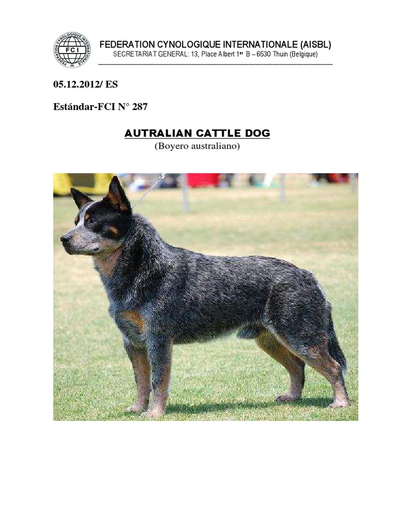 el-origen-y-desarrollo-del-boyero-australiano-pdf-rodilla-caballos