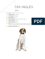 Velho Cão Pastor Inglês Fundo Branco PNG , Puro Sangue, Animal, Bicho De  Estimação PNG Imagem para download gratuito