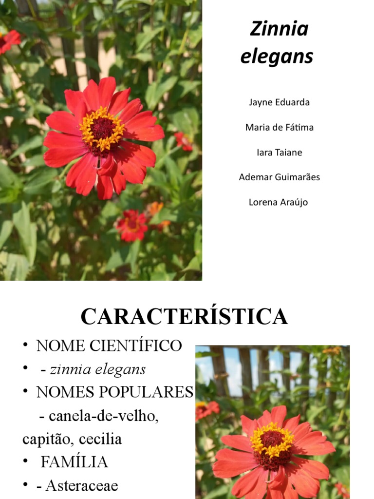 Guia de Cultivo da Zinnia Elegans | PDF | Ciências e Matemática, image size:768x1024