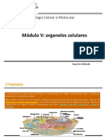 Aula 4 - Organelos Celulares - BT