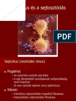 PDF Dokumentum