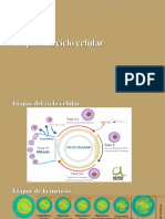 Etapas Del Ciclo Celular