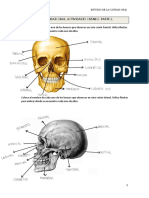 Cráneo humano etiquetado