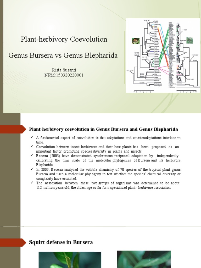 Coevolution of Bursera and Blepharida | PDF | Herbivore | Biology