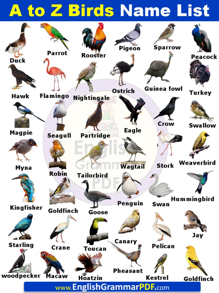 A to Z Birds Names List in English With Pictures PDF PDF