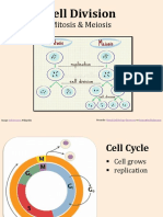 Mitosis and Meiosis