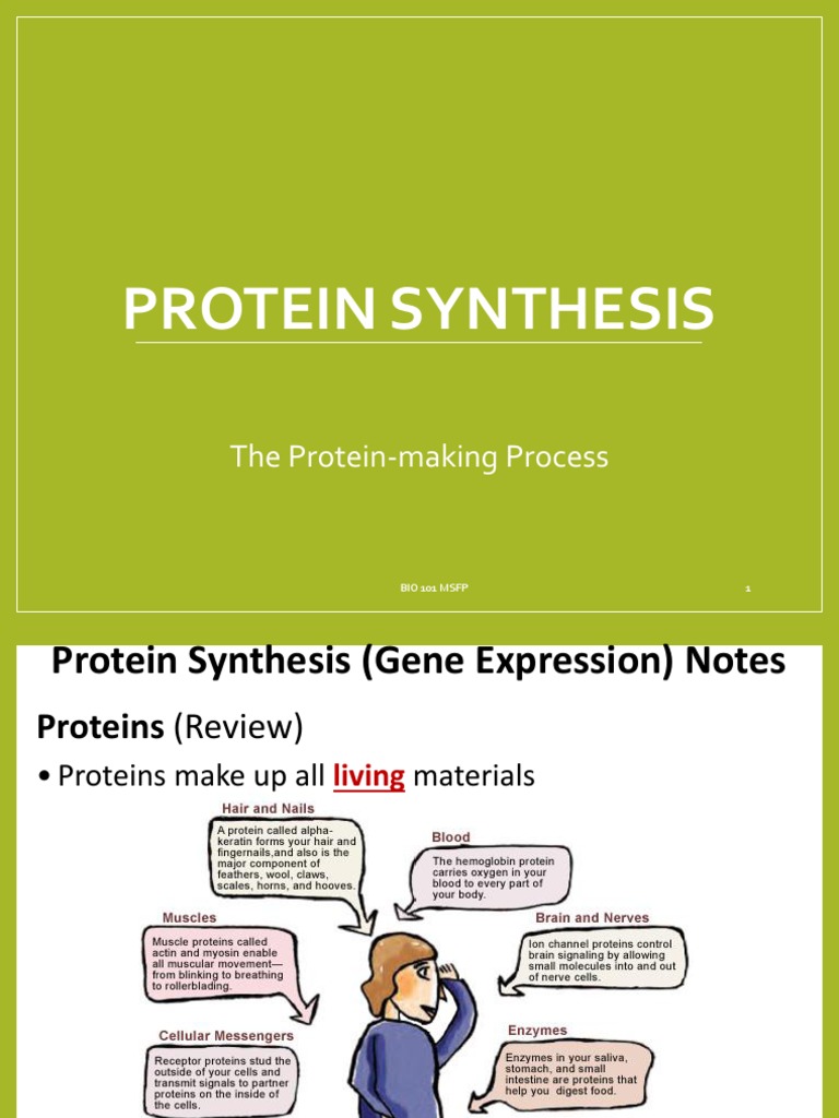 Protein Synthesis PDF Proteins Translation (Biology)