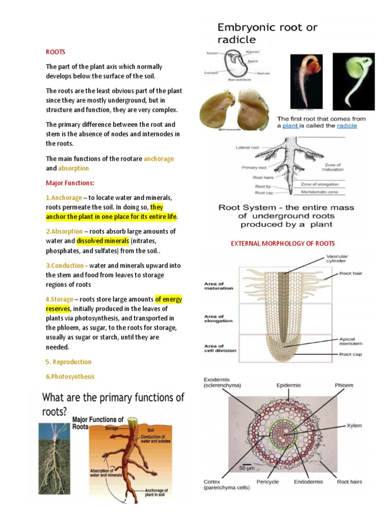 Anatomy and Functions of Plant Roots | PDF | Home & Garden | Science ...
