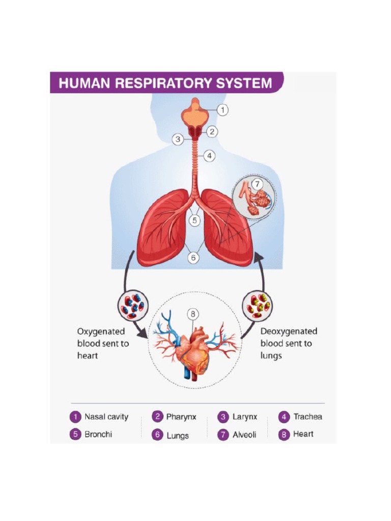 Respiratory Diagram and Gas Exchange | PDF
