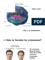 Citogenetica Generalidades