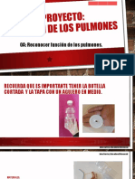 Proyecto Función de Los Pulmones 3° Básico