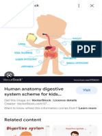 Digestive System Kids - Google Search