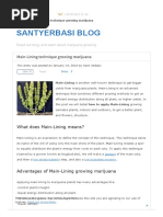 Main-Lining Technique Growing Marijuana - Santyerbasi Blog