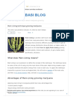 Main-Lining Technique Growing Marijuana - Santyerbasi Blog