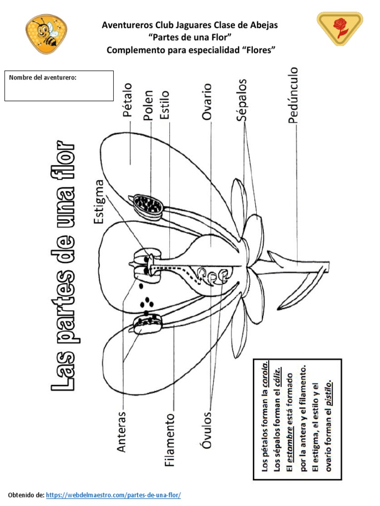 complemento-para-especialidad-flores-pdf