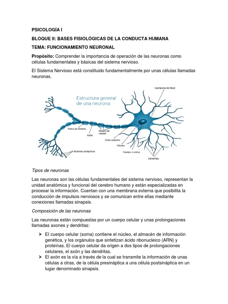 Estructura y Función de las Neuronas | PDF | Neurona | Sinapsis
