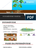 fotossintese_vegetal_top._2