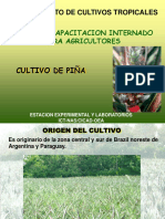 Cultivo de La Piña