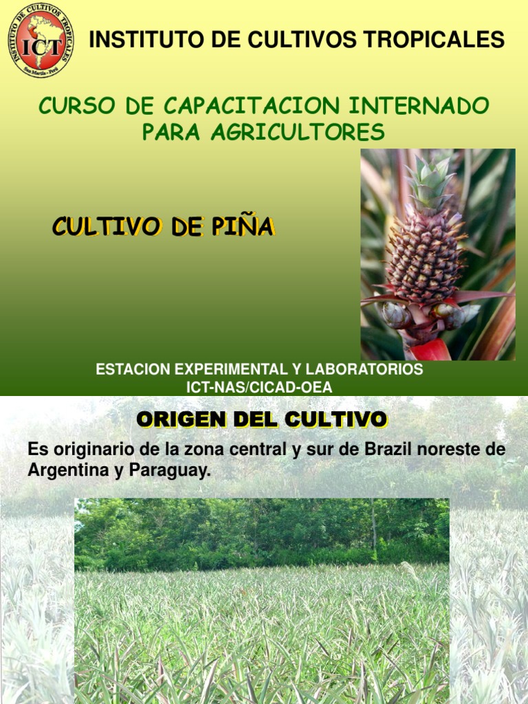 Cultivo de la piña | PDF | Piña | Siembra