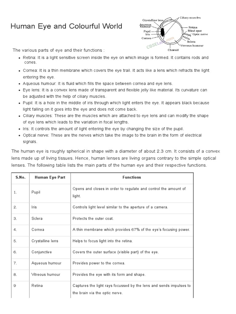 Human Eye and Colourful World Overview | PDF | Eye | Human Eye