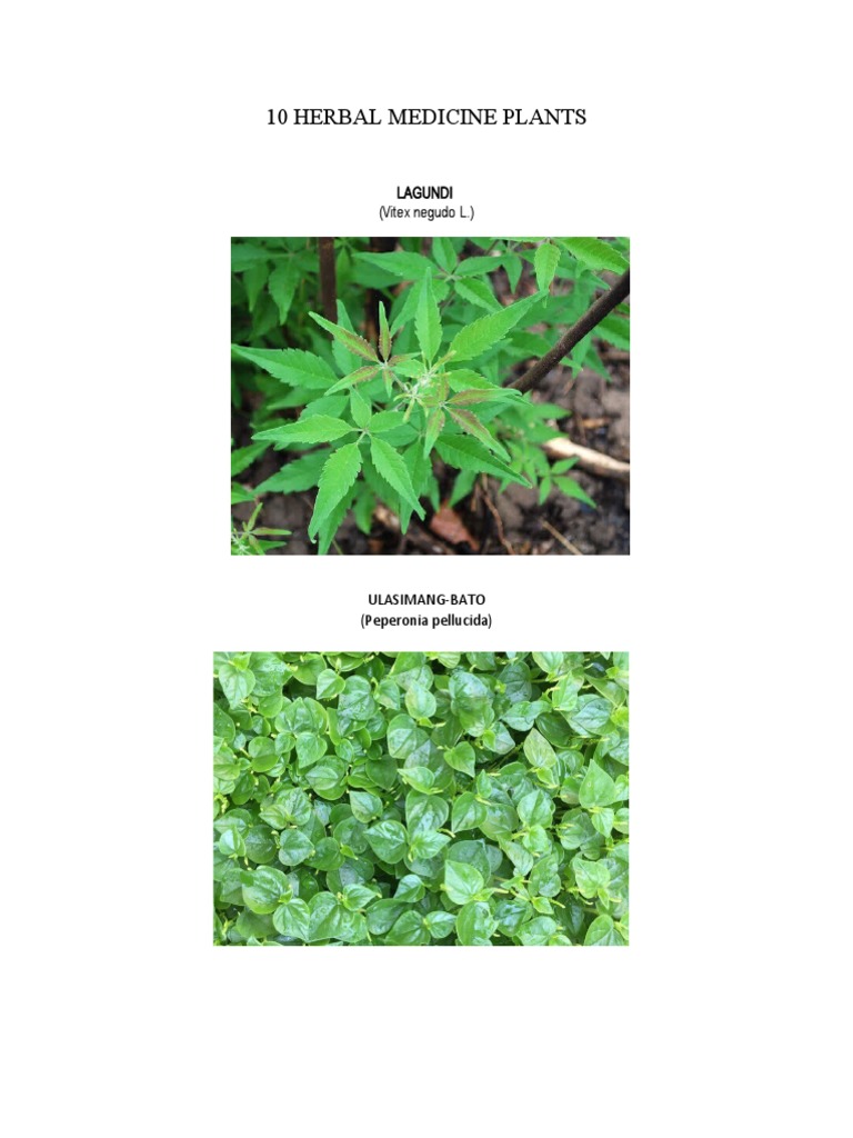 10 Herbal Medicine Plants PDF