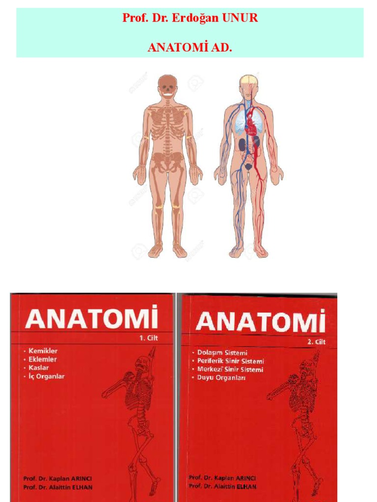 Anatomi Tüm | PDF