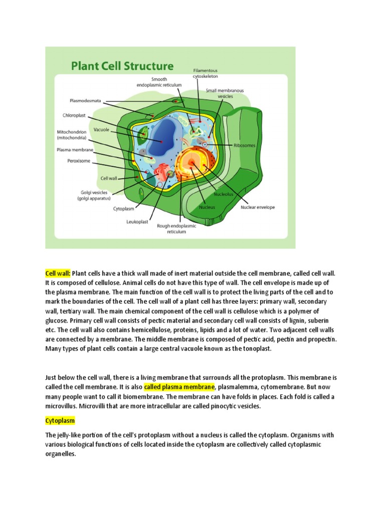 Cell (biology) visual data 5