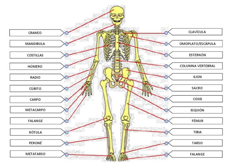 Esqueleto Con Nombres Huesos | PDF