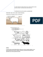 Ovinos: RAZAS MAS IMPORTANTES - Autor: Docentes de Cátedra de Producción Animal II (FCA - UNJU)