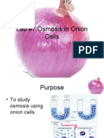 Onion Lab