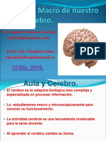 Anatomia Macrodecerebro Curso Nerociencias