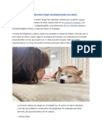 Kabosu, El Perro Detrás Del Meme - Doge - Fue Diagnosticado Con Cáncer